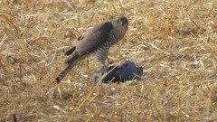 Accipiter nisus