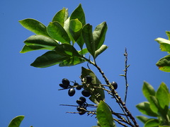 Helicia cochinchinensis