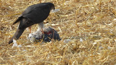 Accipiter nisus