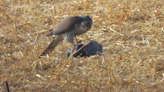 Accipiter nisus