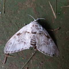 Podalia