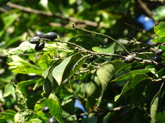 Helicia cochinchinensis