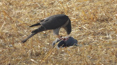 Accipiter nisus