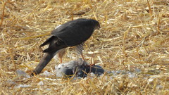 Accipiter nisus