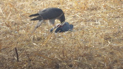 Accipiter nisus