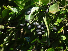 Helicia cochinchinensis
