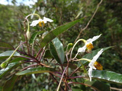 Solanum artense