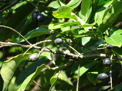 Helicia cochinchinensis