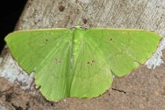 Ornithospila avicularia
