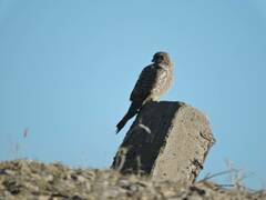 Falco tinnunculus