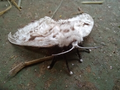 Podalia