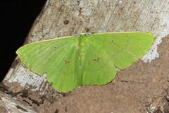 Ornithospila avicularia