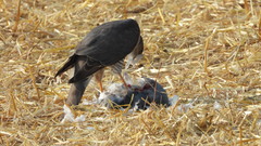 Accipiter nisus