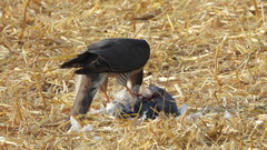 Accipiter nisus