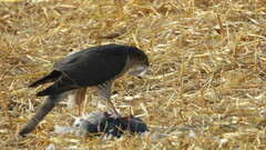 Accipiter nisus