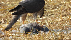Accipiter nisus