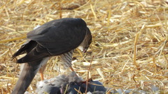 Accipiter nisus