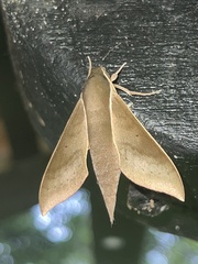 Xylophanes porcus