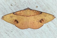 Hypochrosis flavifusata