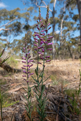 Comesperma polygaloides