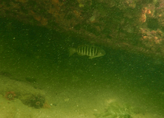 Girella zebra