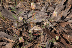 Trifolium vesiculosum