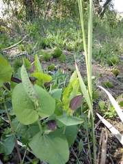 Aristolochia rotunda