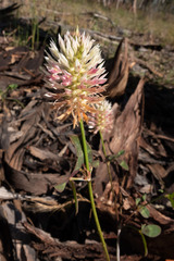 Trifolium vesiculosum