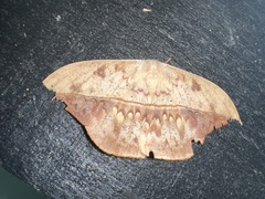 Oxytenis modestia