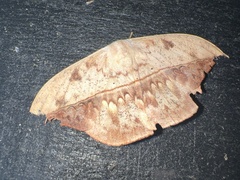 Oxytenis modestia