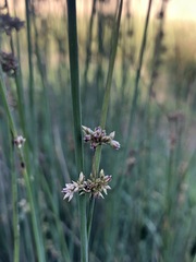 Juncus pallidus