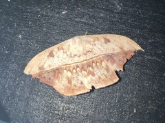 Oxytenis modestia