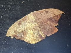 Oxytenis modestia