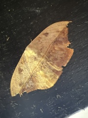 Oxytenis modestia