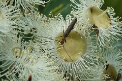 Cerambycoidea