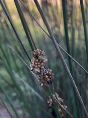 Juncus pallidus