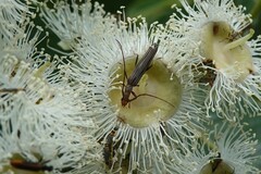 Cerambycoidea