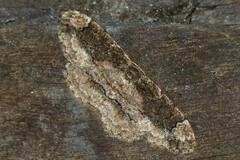 Parapholodes fuliginea