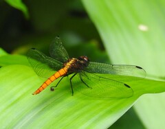 Lyriothemis cleis