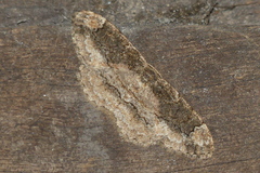 Parapholodes fuliginea