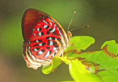 Paralaxita telesia