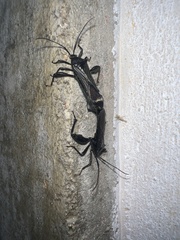 Grammopoecilus