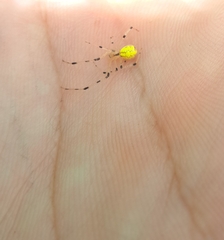 Theridion