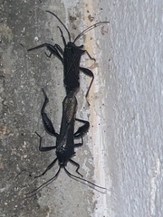 Grammopoecilus