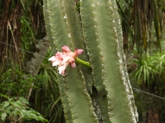 Cereus hildmannianus