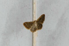 Idaea costiguttata