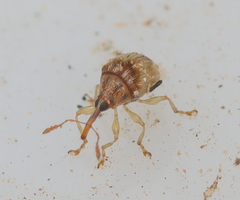 Nanophyinae
