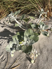 Arctotheca populifolia