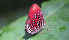 Paralaxita telesia