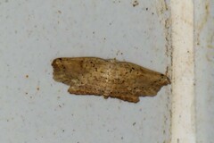 Phalacra